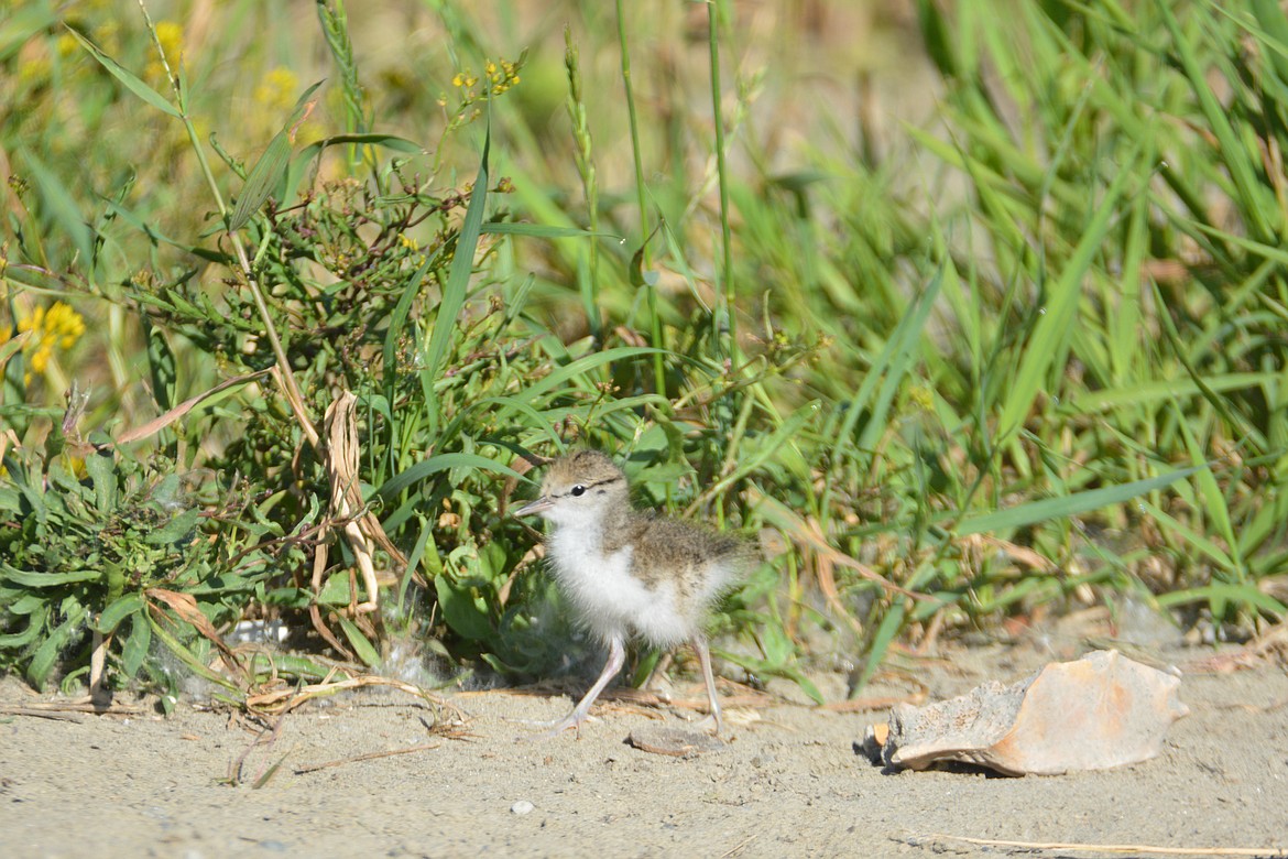 Photos by DON BARTLING
This spotted sandpiper chick was photographed walking along the shore by Deep Creek and the Kootenai River, accompanied by his parents and three siblings.