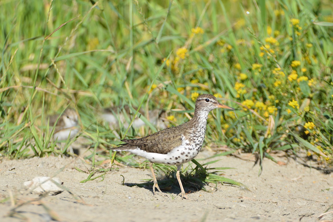 The spotted sandpiper is easy to identify with its brown back and head, white belly with spots, and white stripe above the eye (notice the chicks hidden in the background).