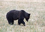 Ovando grizzly shot, killed