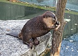 Conservation success stories: North American Beaver
