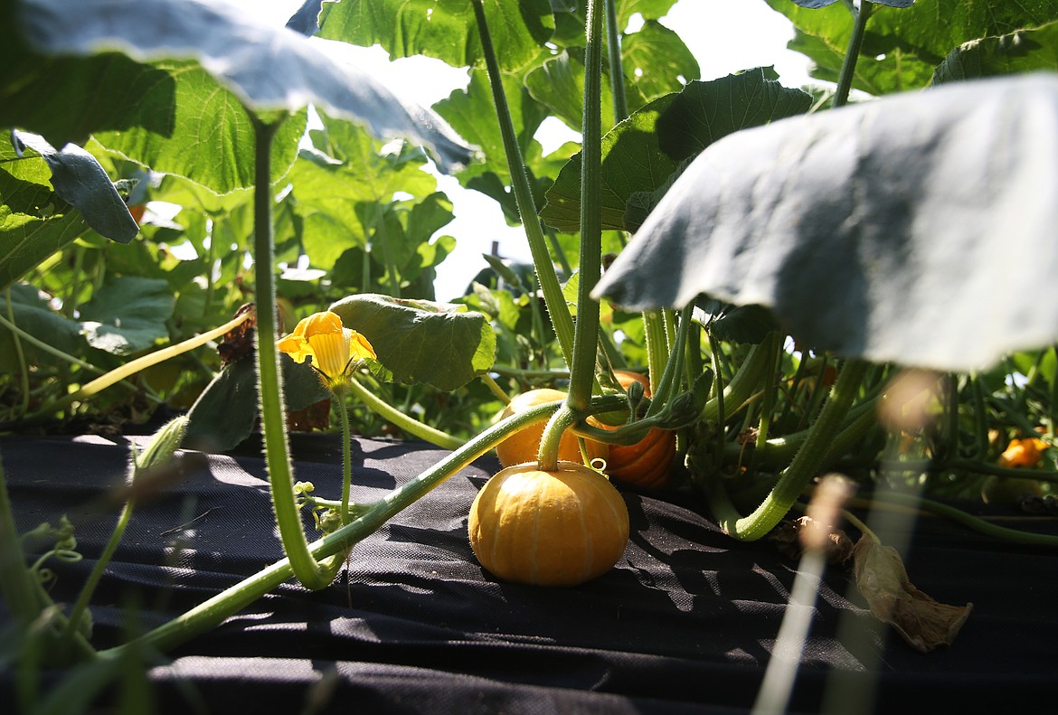 Nikki Conley also grows a variety of different pumpkins for pumpkin pie at her apple orchard. (LOREN BENOIT/Press)