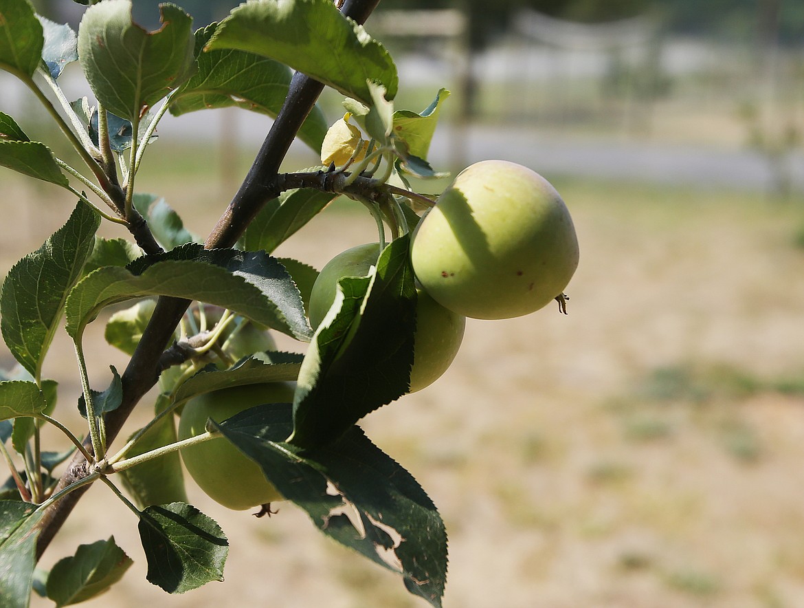 A Semi Dwarf Whitney Apple on a tree in Nikki Conley's apple orchard in Athol. (LOREN BENOIT/Press)