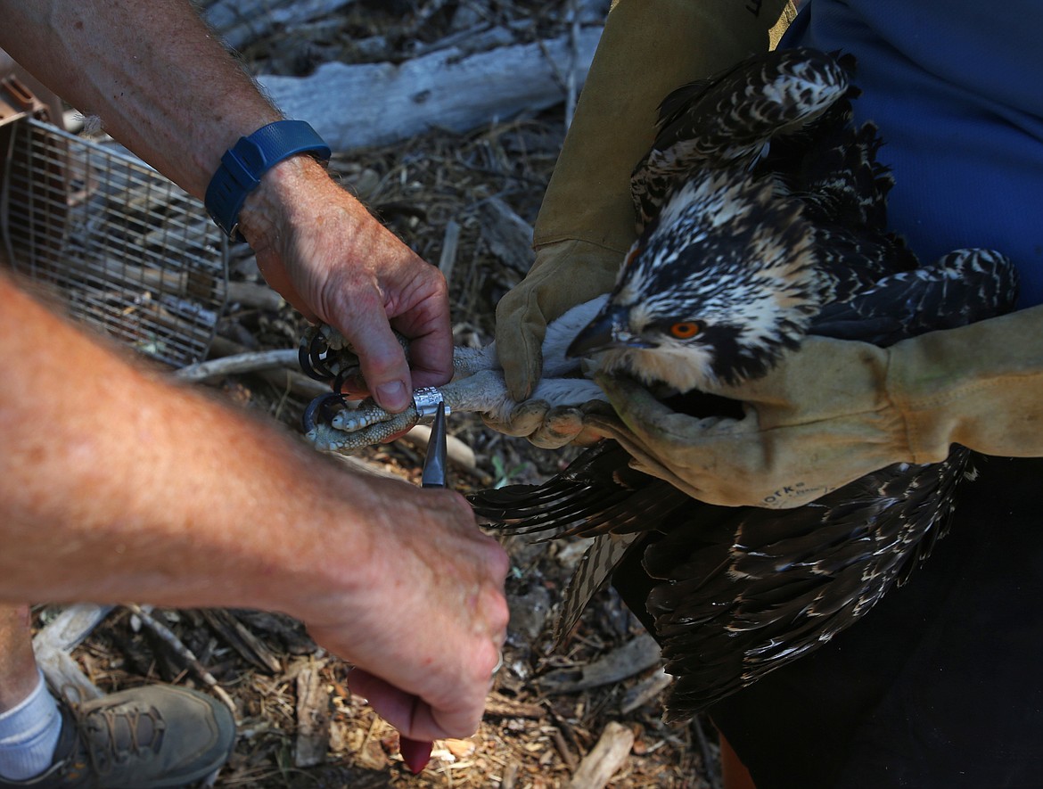 Don Veltcamp and Janie Veltcamp, with Birds of Prey Northwest, tag a young osprey before placing the bird into a temporary release tower in St. Maries. (LOREN BENOIT/Press)