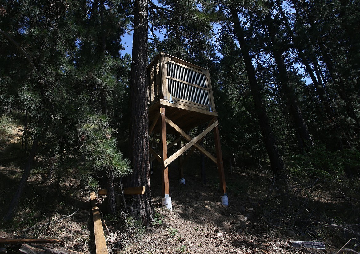 The temporary release tower. Home for four osprey at Birds of Prey Northwest in St. Maries. (LOREN BENOIT/Press)