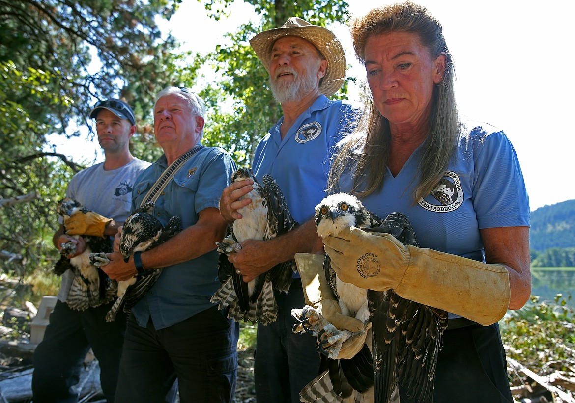 From left, Cam Heusser, Dr. Wayne Melquist, Don Veltcamp and Janie Veltcamp, with Birds of Prey Northwest, hold young osprey before placing them in a release tower in St. Maries on Friday. The osprey need some assistance before they can be on their own and released back into the wild. (LOREN BENOIT/Press)