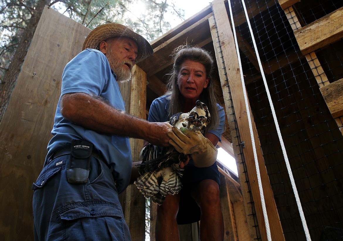 Don Veltcamp carefully passes a young osprey to his wife, Janie Veltcamp, with Birds of Prey Northwest, outside a release tower in St. Maries on Friday.