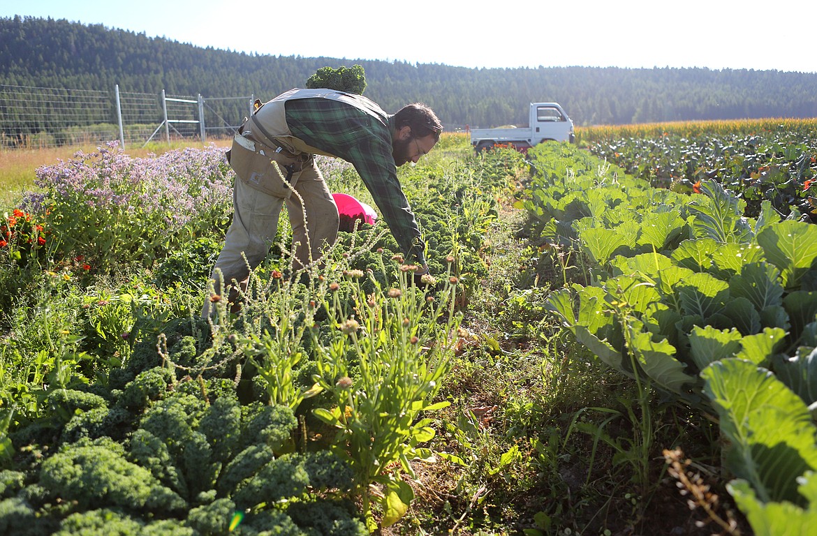 Farmhand Dan Baliban, 30, of Whitefish harvests green curly kale at Two Bear Farm in Whitefish.