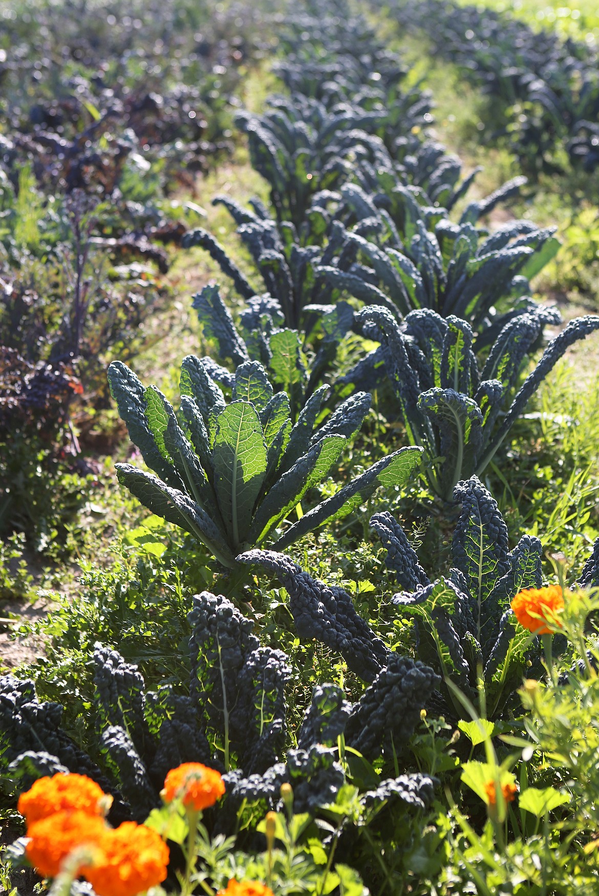 A variety of kale plants are ready for harvest at Two Bear Farm in Whitefish on Wednesday, July 31. (Mackenzie Reiss/Daily Inter Lake)