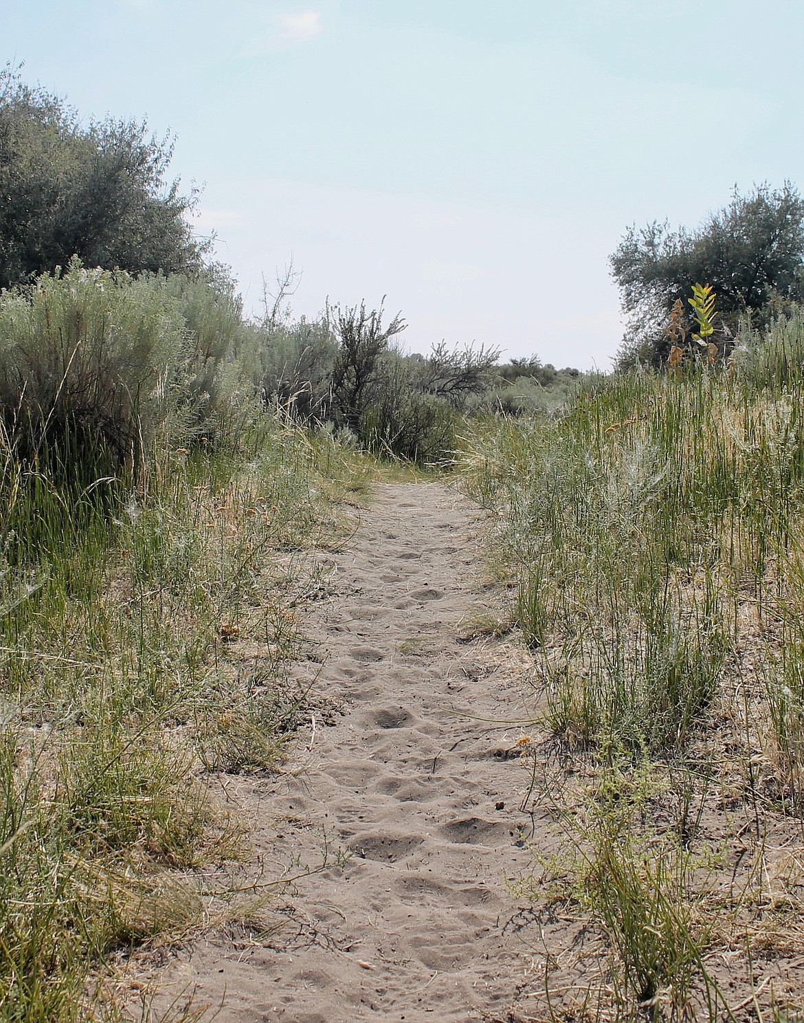 Casey McCarthy/Columbia Basin Herald  
A sandy trail in Potholes State Park is lined by tall grass and brush on both sides, a testament to various different landscapes that spot the area.