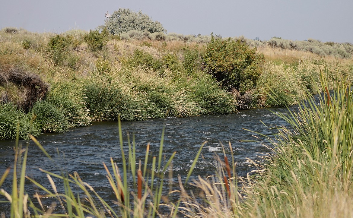 Casey McCarthy/Columbia Basin Herald  
Tall grass and brush line both sides of the running stream beside the Frenchman Hills Trail inside Potholes State Park.