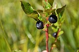 Huckleberry picking is underway!