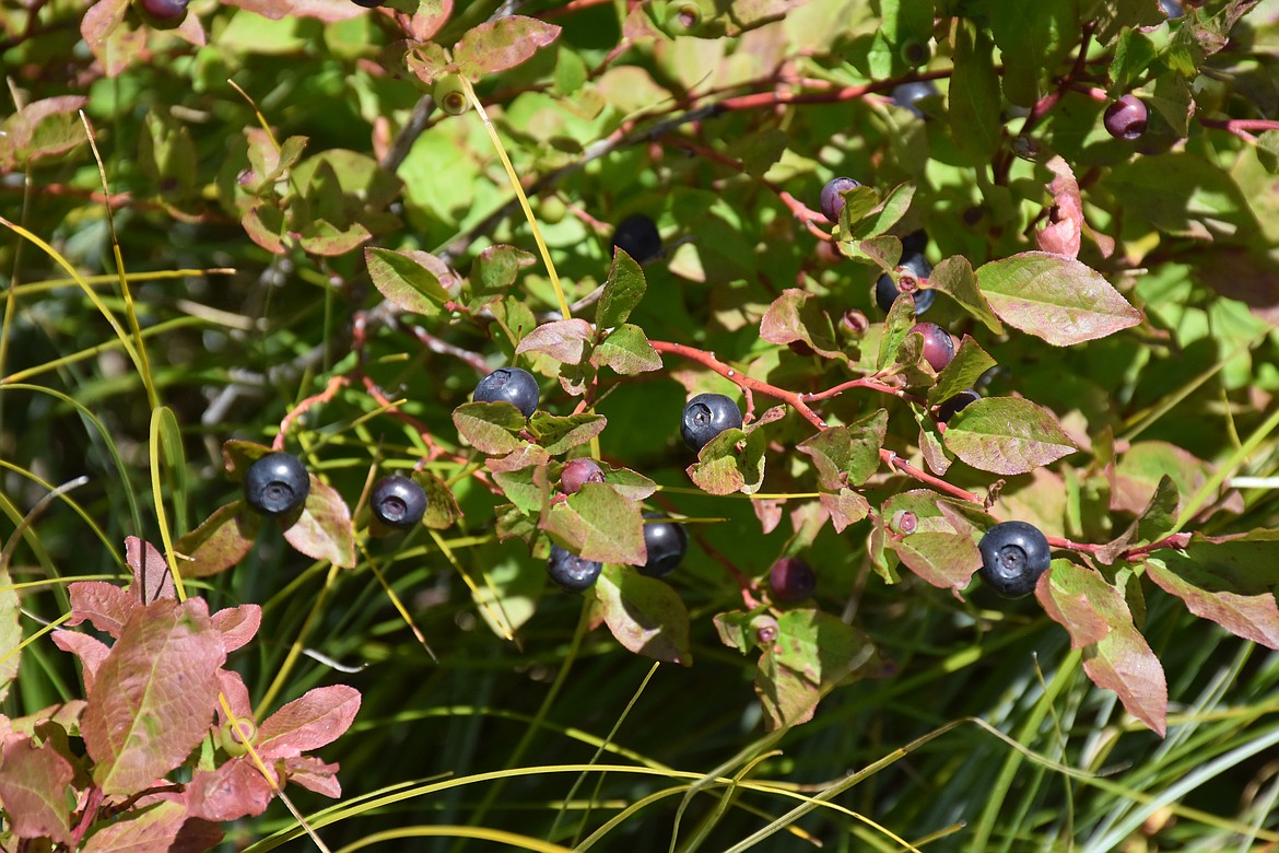 Photo by DON BARTLING
Boundary County is known for its abundance of huckleberries. Huckleberry picking can be enjoyed as a solitary experience or as a group activity for the entire family.
