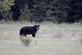 Bear hazing goes bad in Glacier Park; bear dies
