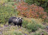 FWP investigating grizzly bear death in Cabinet Mountain Wilderness
