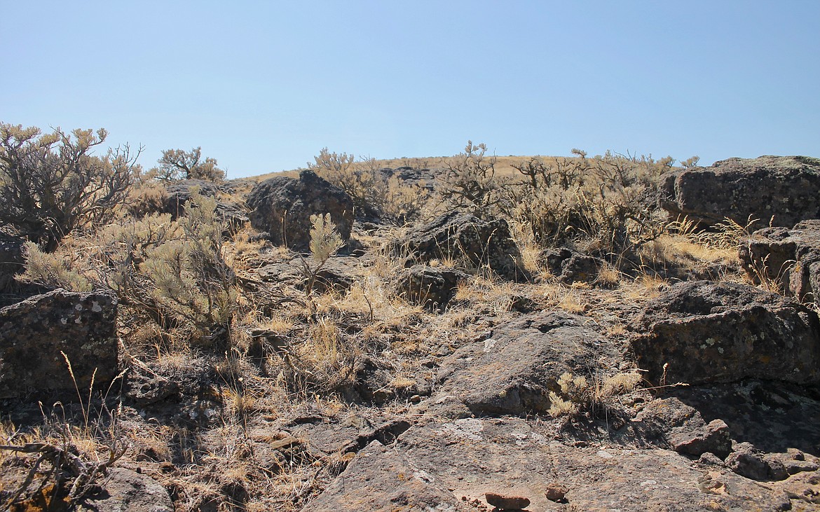 Casey McCarthy/ Columbia Basin Herald In addtion to the petrified wood that can be seen along the trail, the Ginkgo Petrified Forest trails provide a glimpse fo the sagebrush and scattered rock that sparses the region.