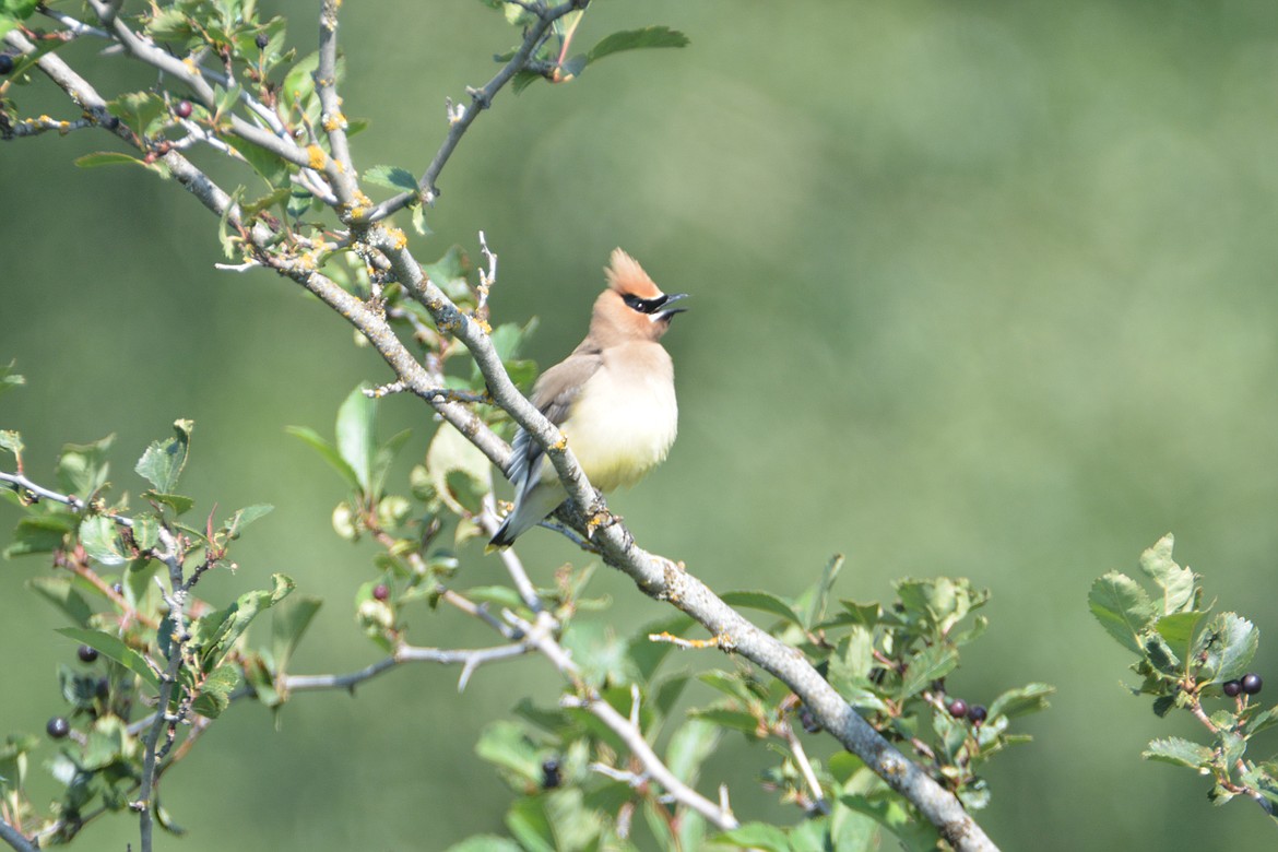 Photo by DON BARTLING
Cedar Waxwings are a favorite of many birders with their fuzzy-looking crests and sharp color accents, they're dapper looking birds and seem to always share a song.
