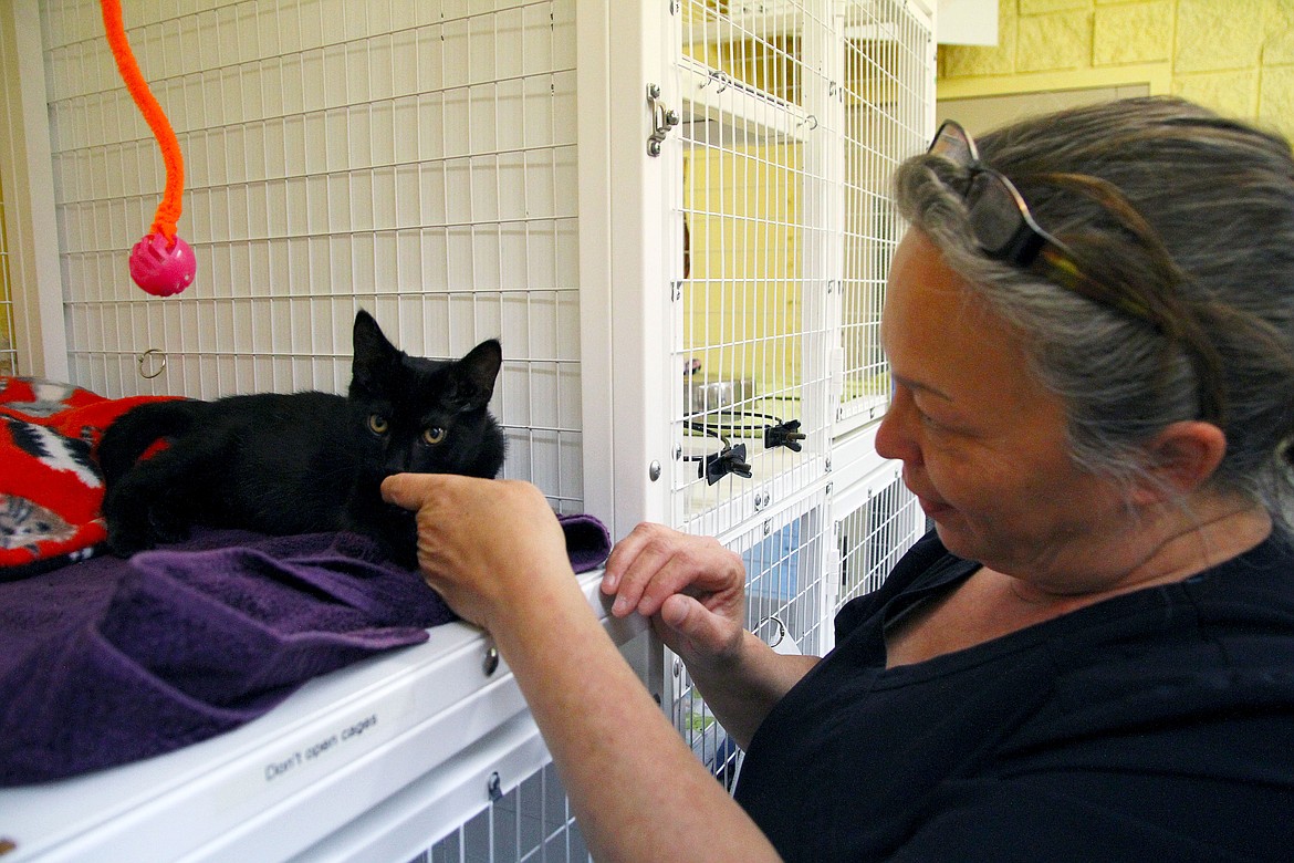 At the Kootenai Humane Society&#146;s cat shelter, Claudette Kasper, a full-time volunteer, plays with a kitten. (Photos by Andreas Braunlich)