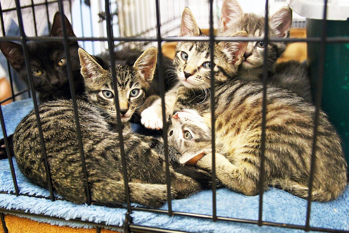 These five siblings are all looking for new homes and families. All cats are spayed or neutered, and receive vaccines prior to adoption.