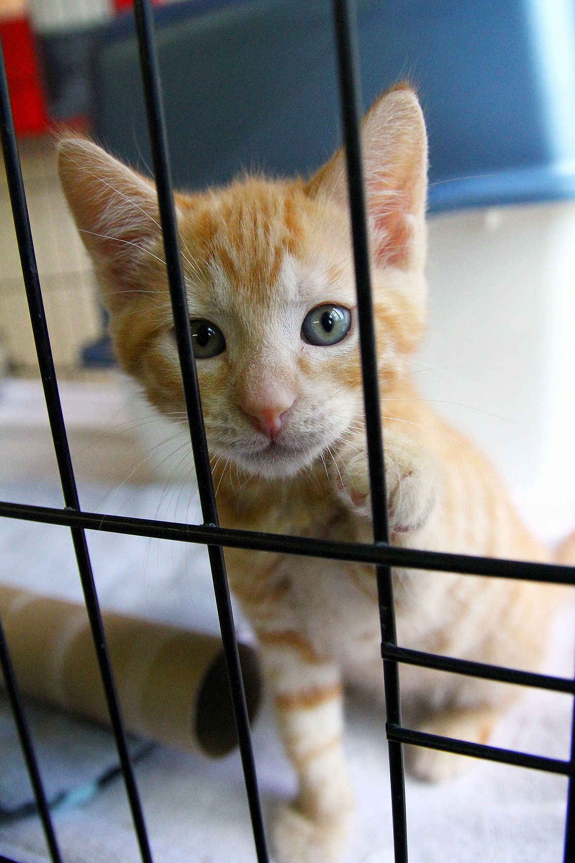 Until little Kaiser finds a permanent home, he will live in a cage just inside the window of the Kootenai Humane Society cat shelter.