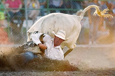 Kyle Callaway wrestles his steer to the ground in steer wrestling at the Ram PRCA Rodeo at the Northwest Montana Fair &amp; Rodeo on Thursday. (Casey Kreider/Daily Inter Lake)