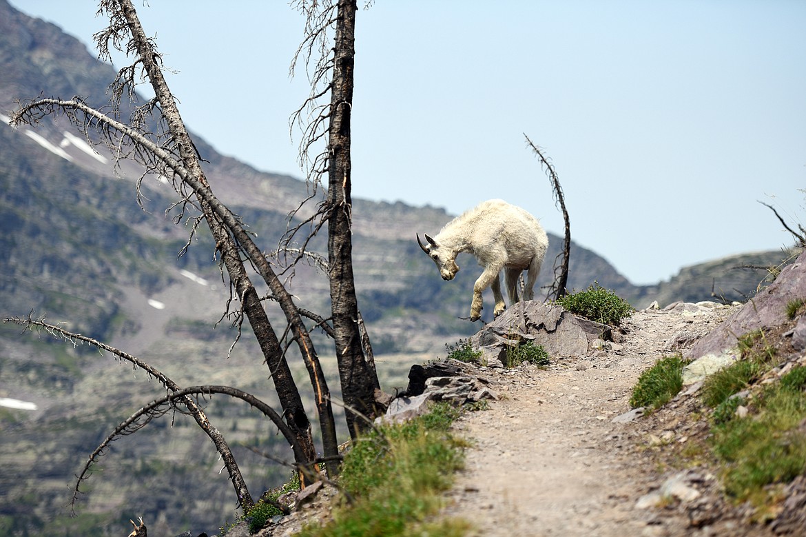A mountain goat begins down a steep slope off a trail near Lincoln Pass in Glacier National Park on Thursday, Aug. 8. (Casey Kreider/Daily Inter Lake)