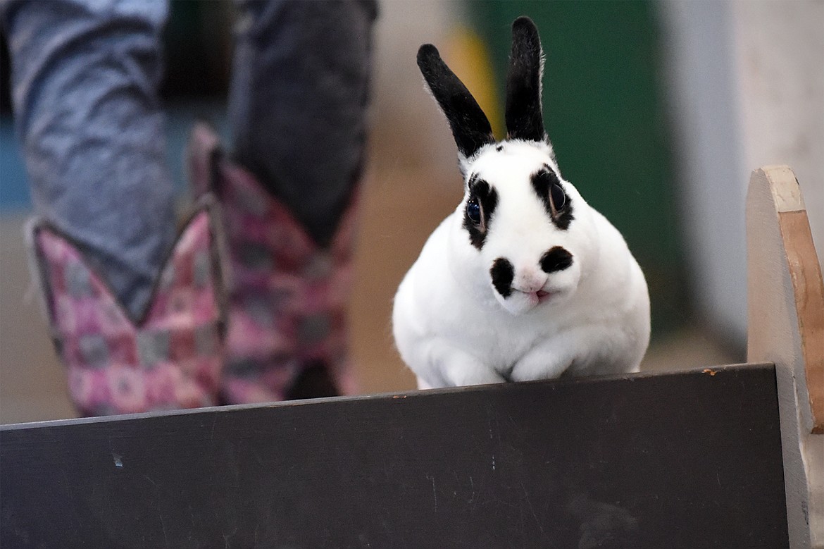 Butterfly, belonging to Olivia Druyvestein, of Columbia Falls, hops over a jump in the Rabbit Hopping Competition at the Northwest Montana Fair &amp; Rodeo on Thursday. (Casey Kreider/Daily Inter Lake)