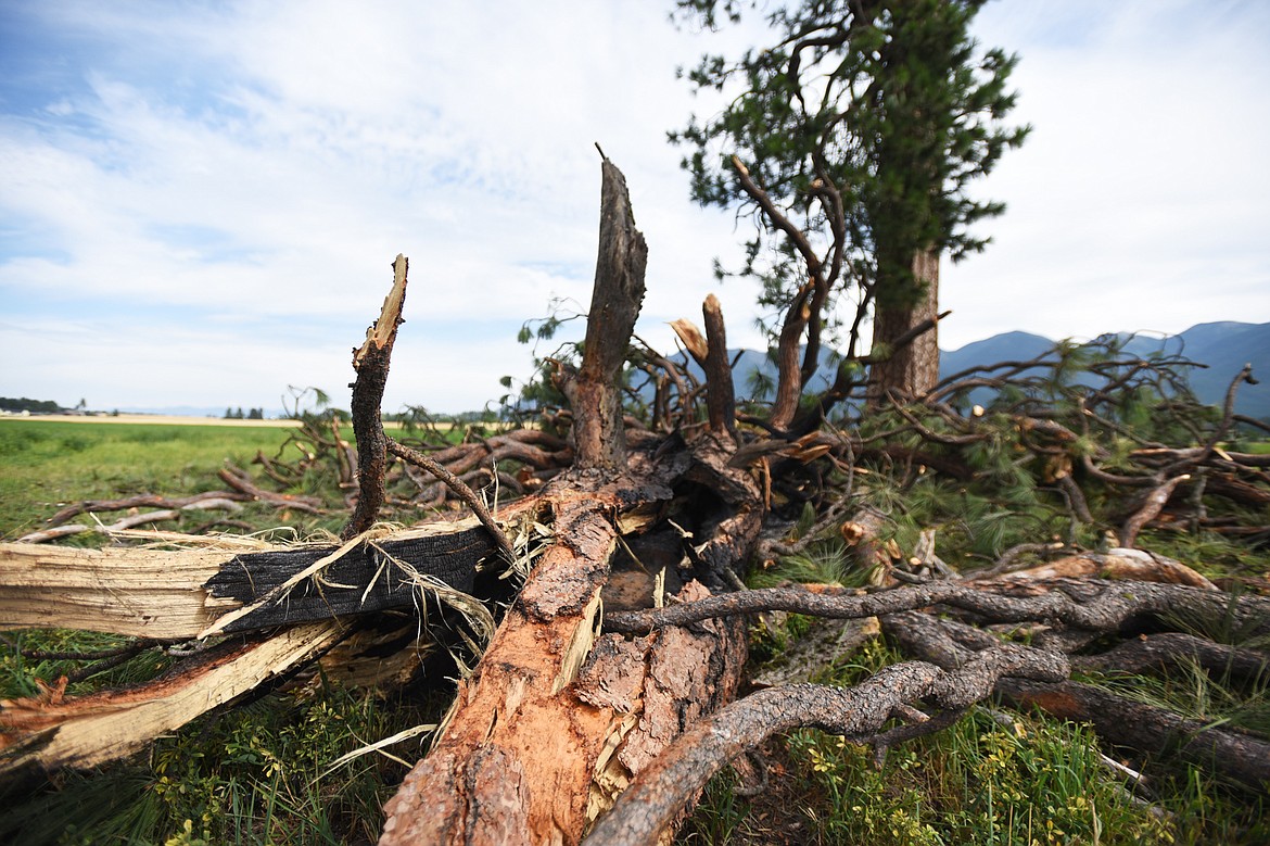 Fallen limbs are scattered around a large ponderosa pine tree that was recently struck by lightning on the Zimmerman family property in Creston. (Casey Kreider/Daily Inter Lake)