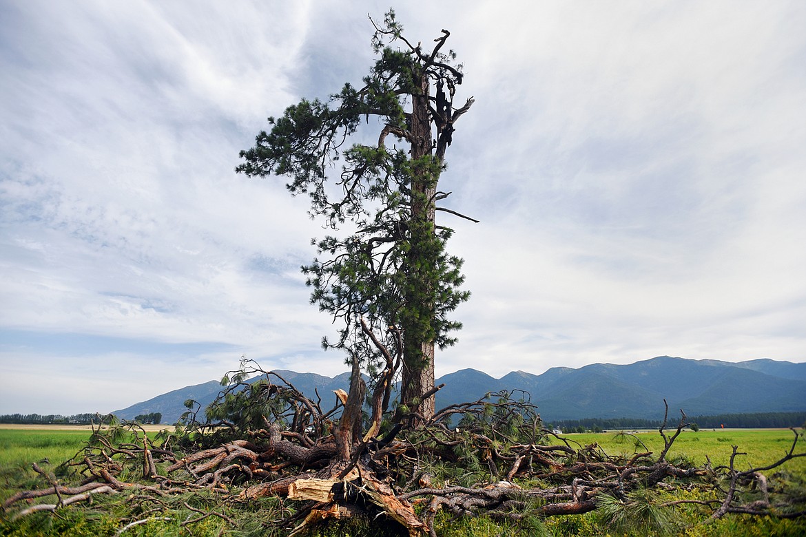 Fallen limbs are scattered around a large ponderosa pine tree that was recently struck by lightning on the Zimmerman family property in Creston on Wednesday. (Casey Kreider/Daily Inter Lake)