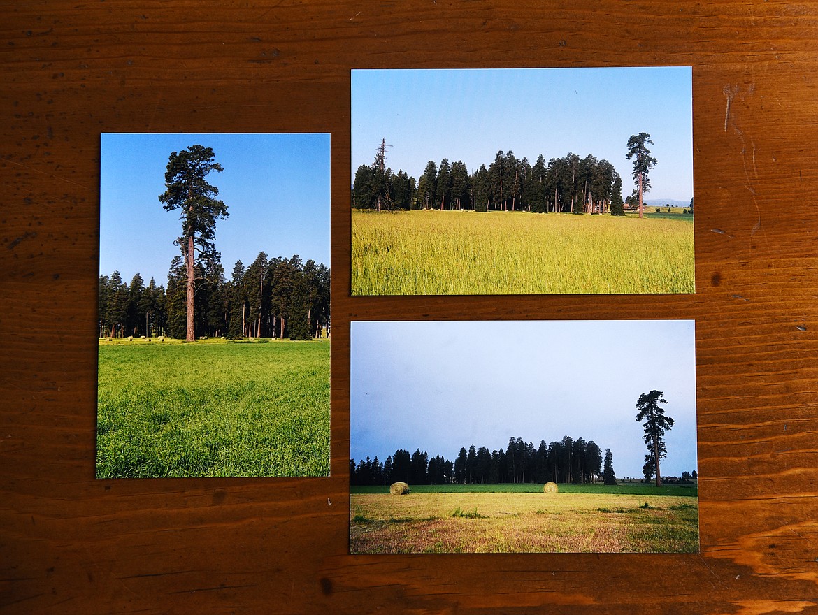 A collection of photos from the Zimmerman family showing the large ponderosa pine before it was struck by lightning. (Casey Kreider/Daily Inter Lake)