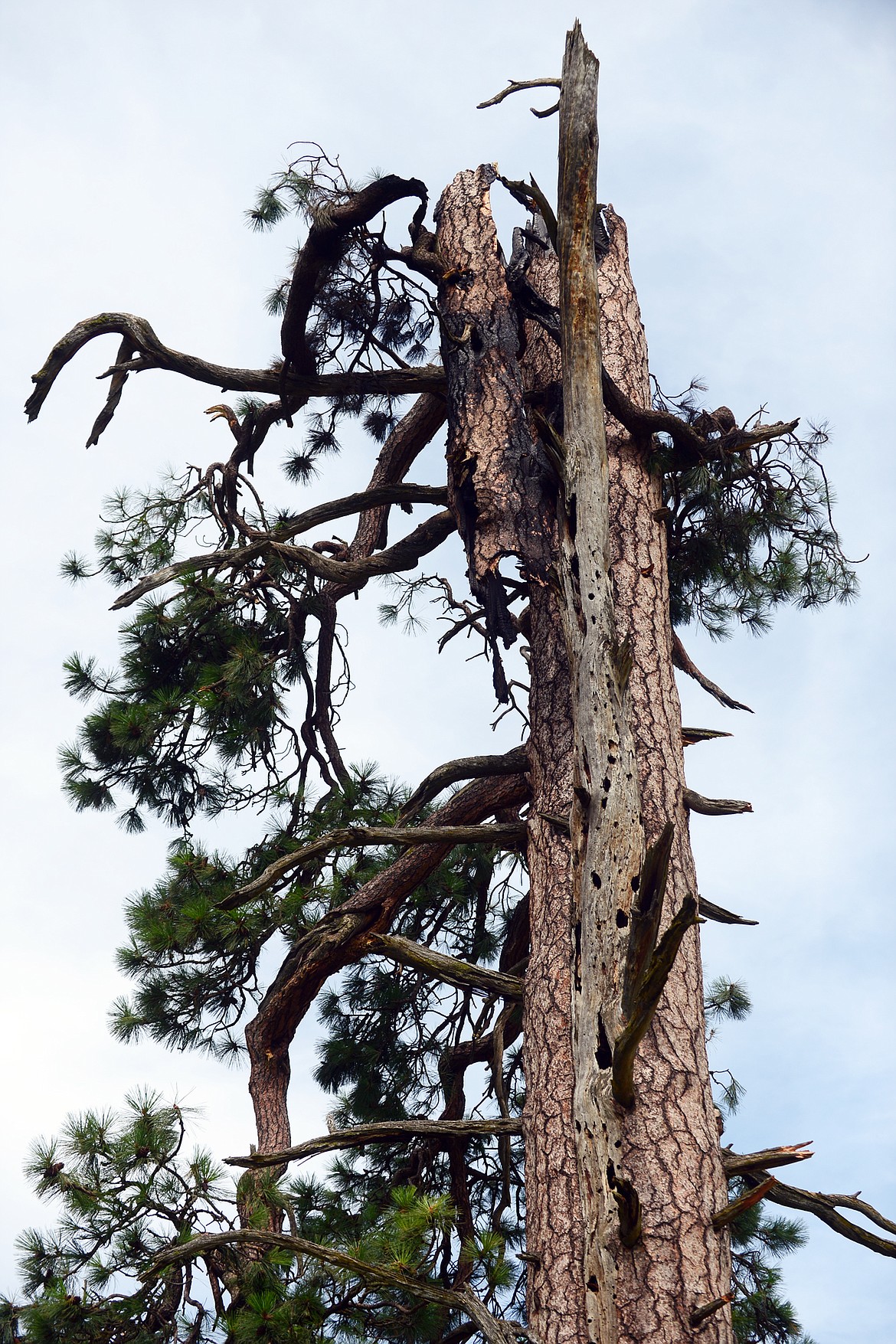 A section of the ponderosa pine is suspended from the top of the tree after it was struck by lightning on the Zimmerman family property.