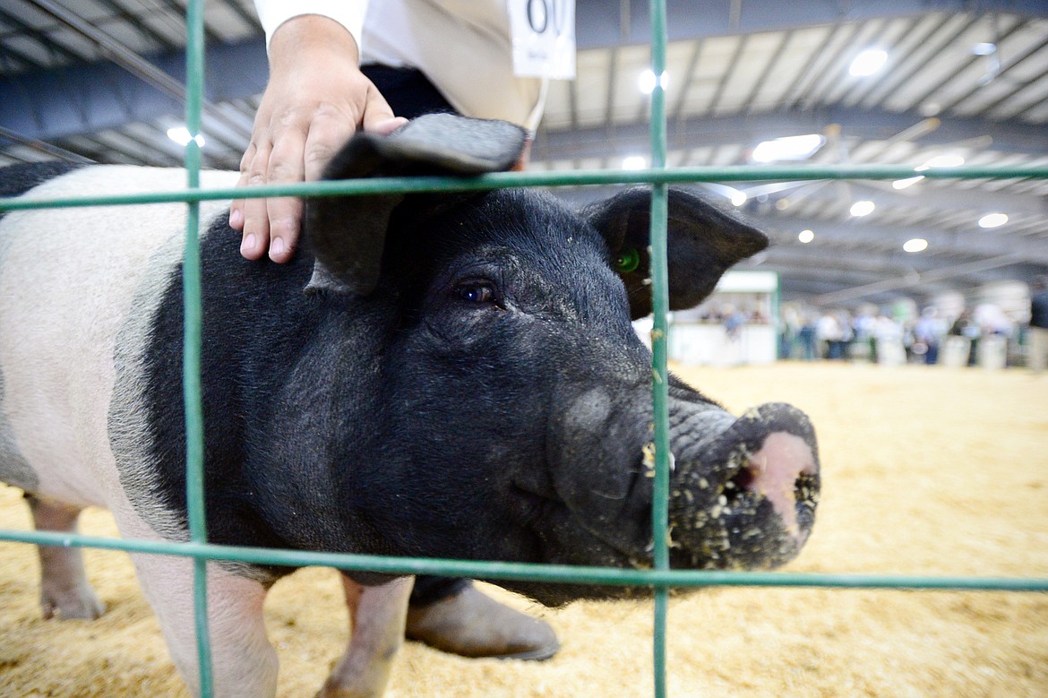 Aaron Ramsey, of Columbia Falls, guides his pig Chew Bacon around the arena during Swine Showmanship &amp; Market Swine Judging at the Northwest Montana Fair &amp; Rodeo on Wednesday. (Casey Kreider/Daily Inter Lake)