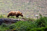 At Granite Park, grizzlies ruling the roost; but trails reopened