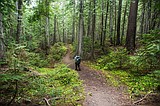 A trip through the trees
