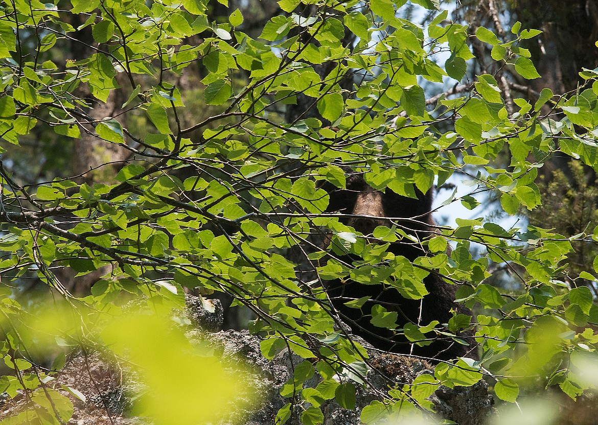 From a rocky perch above the trail, a black bear keeps an eye on us.