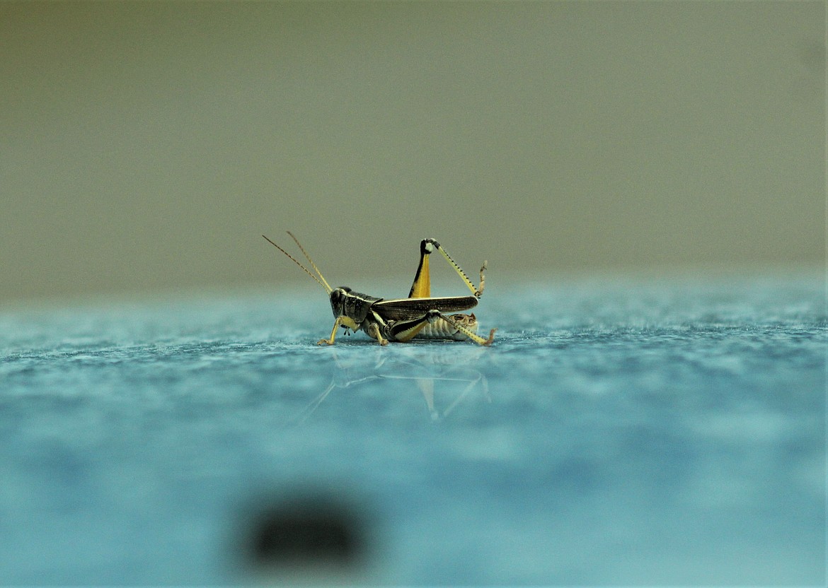 GRASSHOPPER ON the front of a car outside Thompson Falls. (John Dowd/Clark Fork Valley Press)