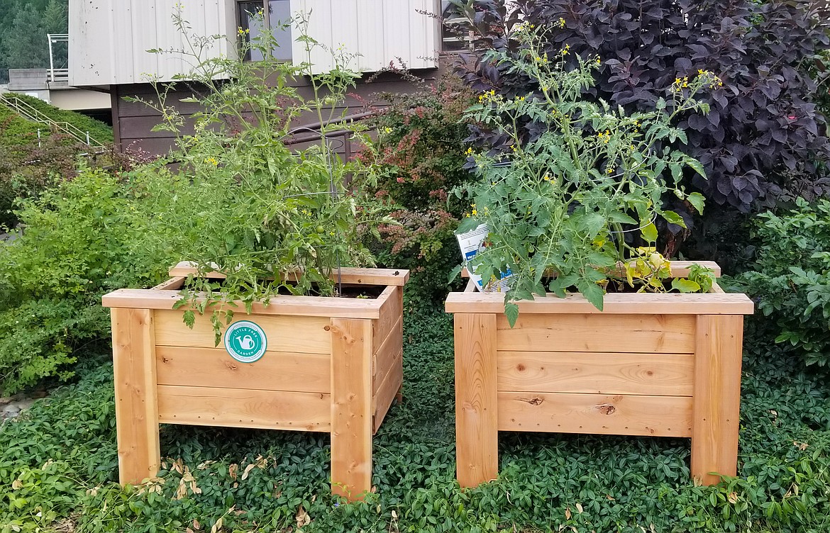 Photo by MANDI BATEMAN
The Little Free Gardens in frotn of the Boundary County Library became the first in all of Idaho.