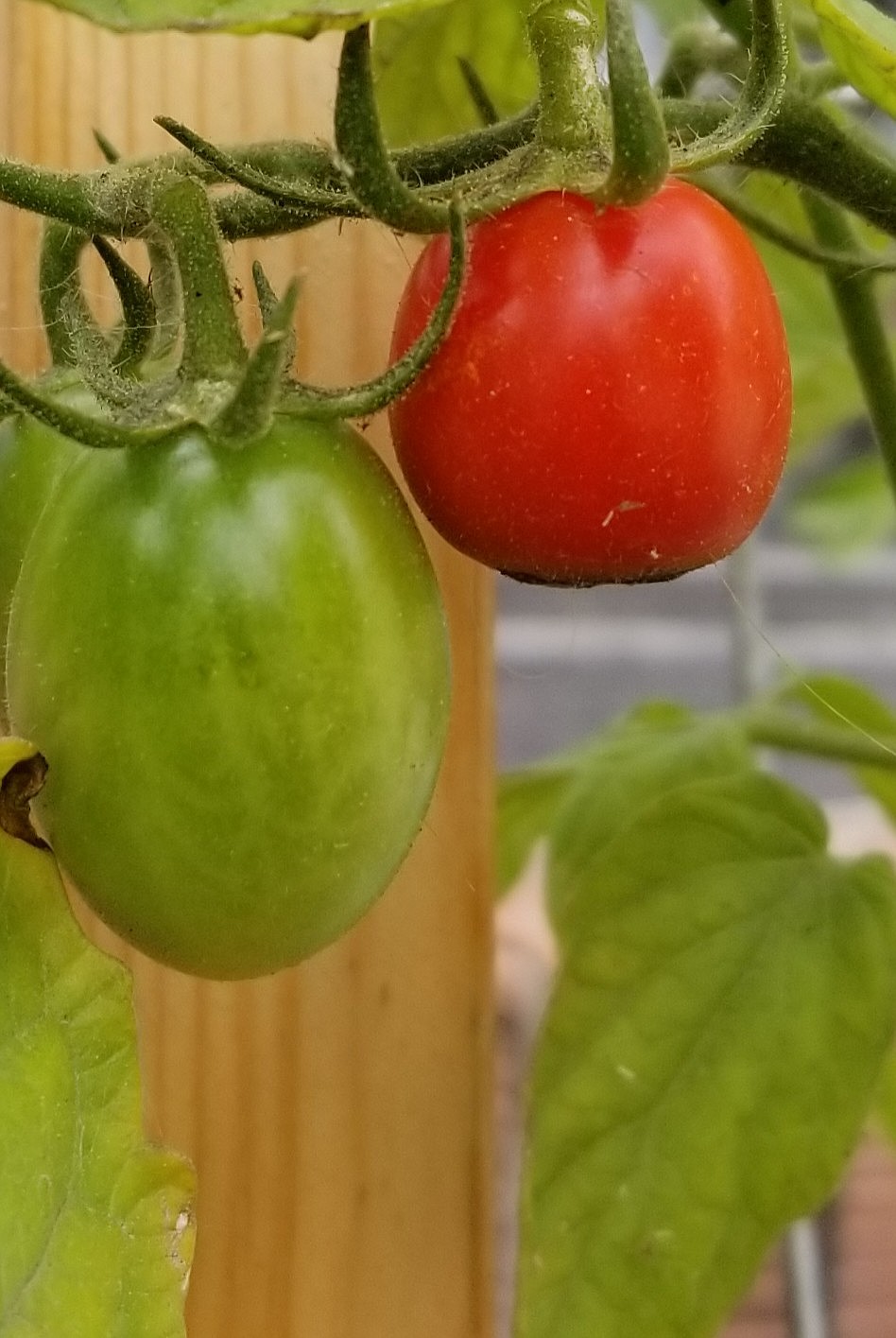 Photo by MANDI BATEMAN
Many different varieties of fruits and vegetables can be harvested from the Little Free Gardens, such as this tomato in a garden outside of Insure It All.