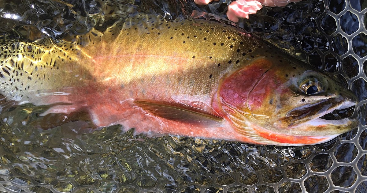 Colorado Cutthroat Trout Fishing (ACTIVE TROUT BITE!) 