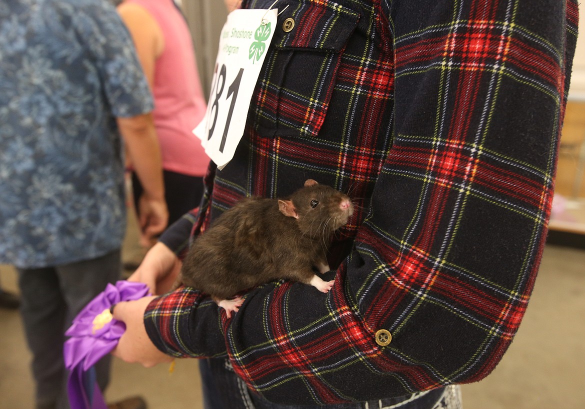 Wild Westerner 4-H Club member Alyson Chatterton is the first 4-H member to show an animal in the pocket pets category. She was the only one to do so this year. (LOREN BENOIT/Press)