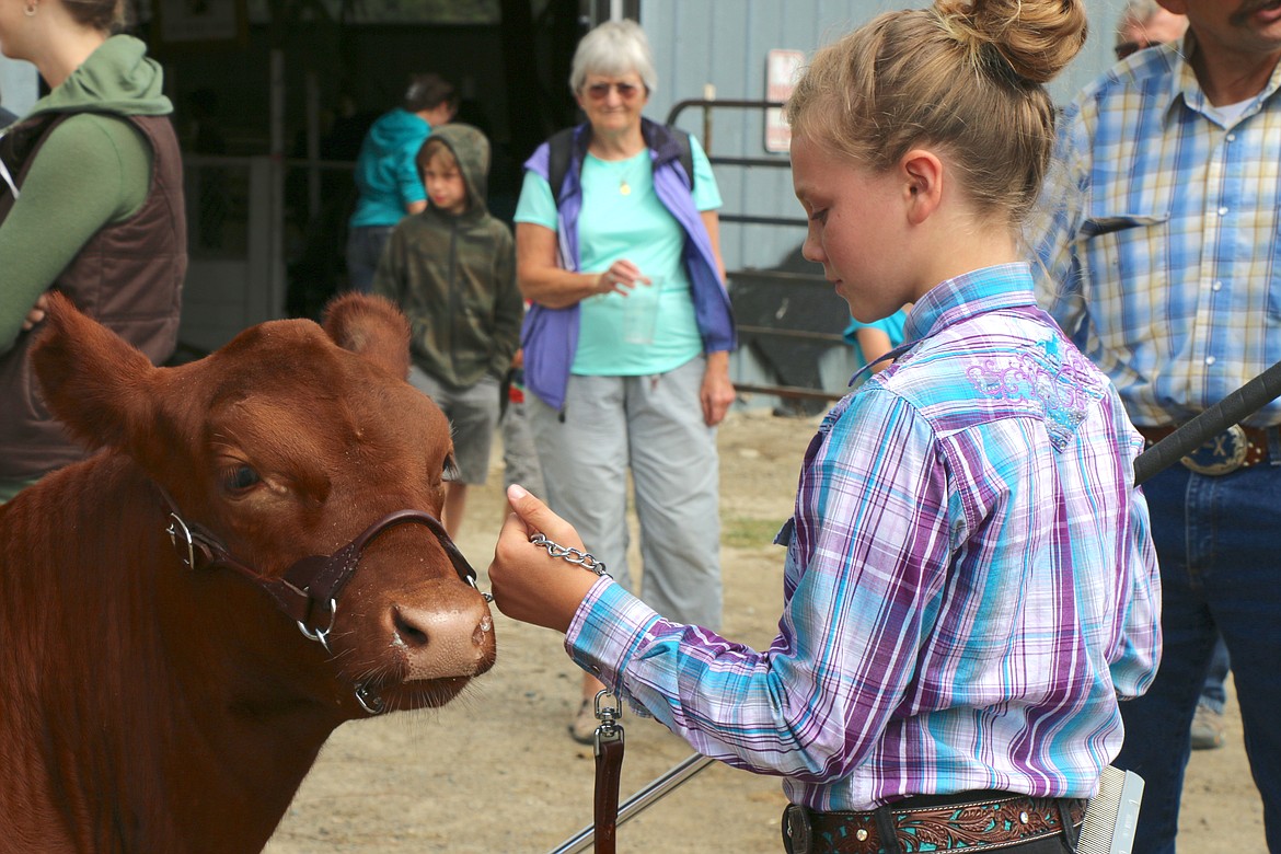 A youngster gets ready for a beef cattle showing at a past Bonner County Fair.