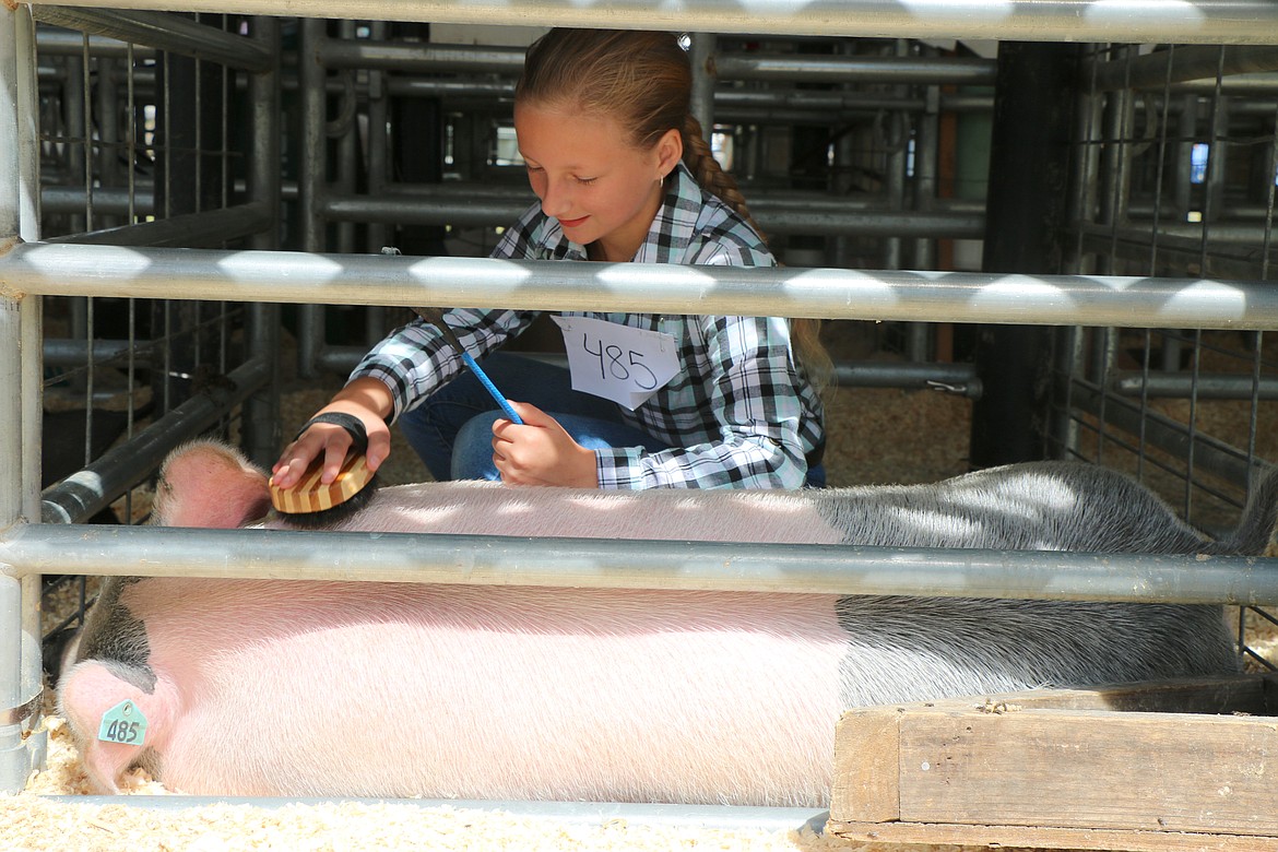 Rose-Marie Saunders gets her pig ready for a showing at the fair Thursday.