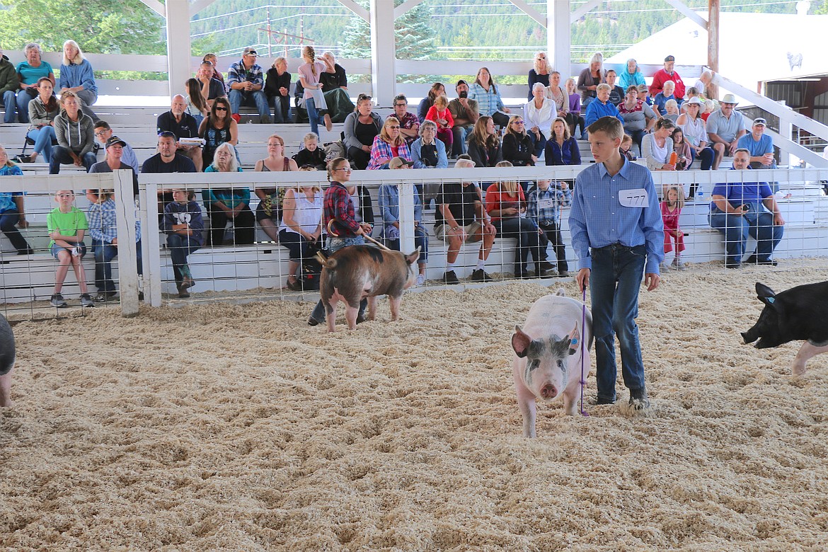 A youngster shows his pig at the Bonner County Fair on Thursday.