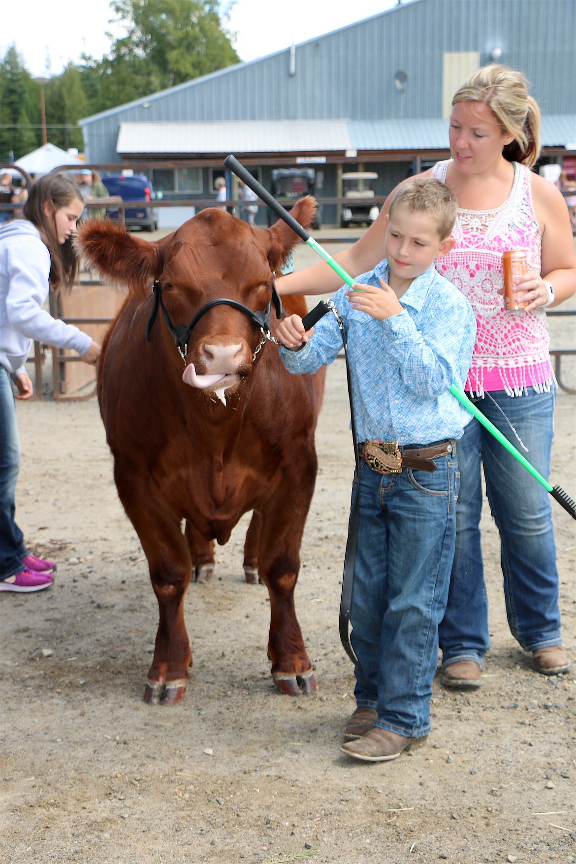 A pair get ready for a beef cattle showing at the fair.