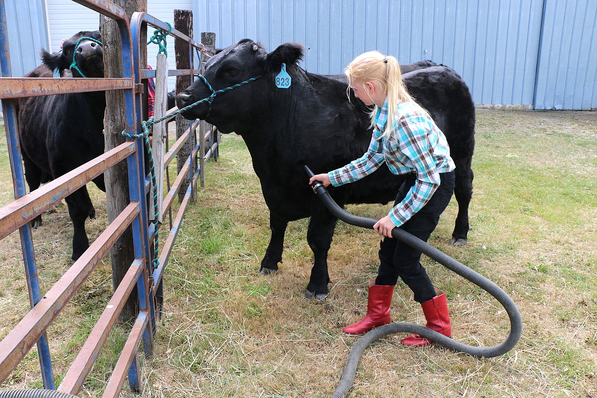 Moriah Barnhart gets her steer ready for the fair on Thursday.