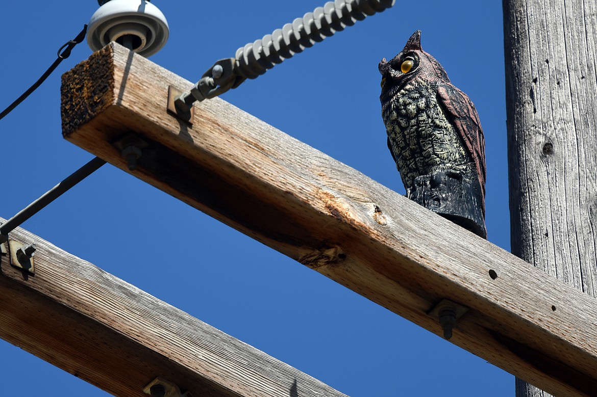 An owl decoy on a utility pole along Montana 82 on Aug. 20. (Casey Kreider/Daily Inter Lake)