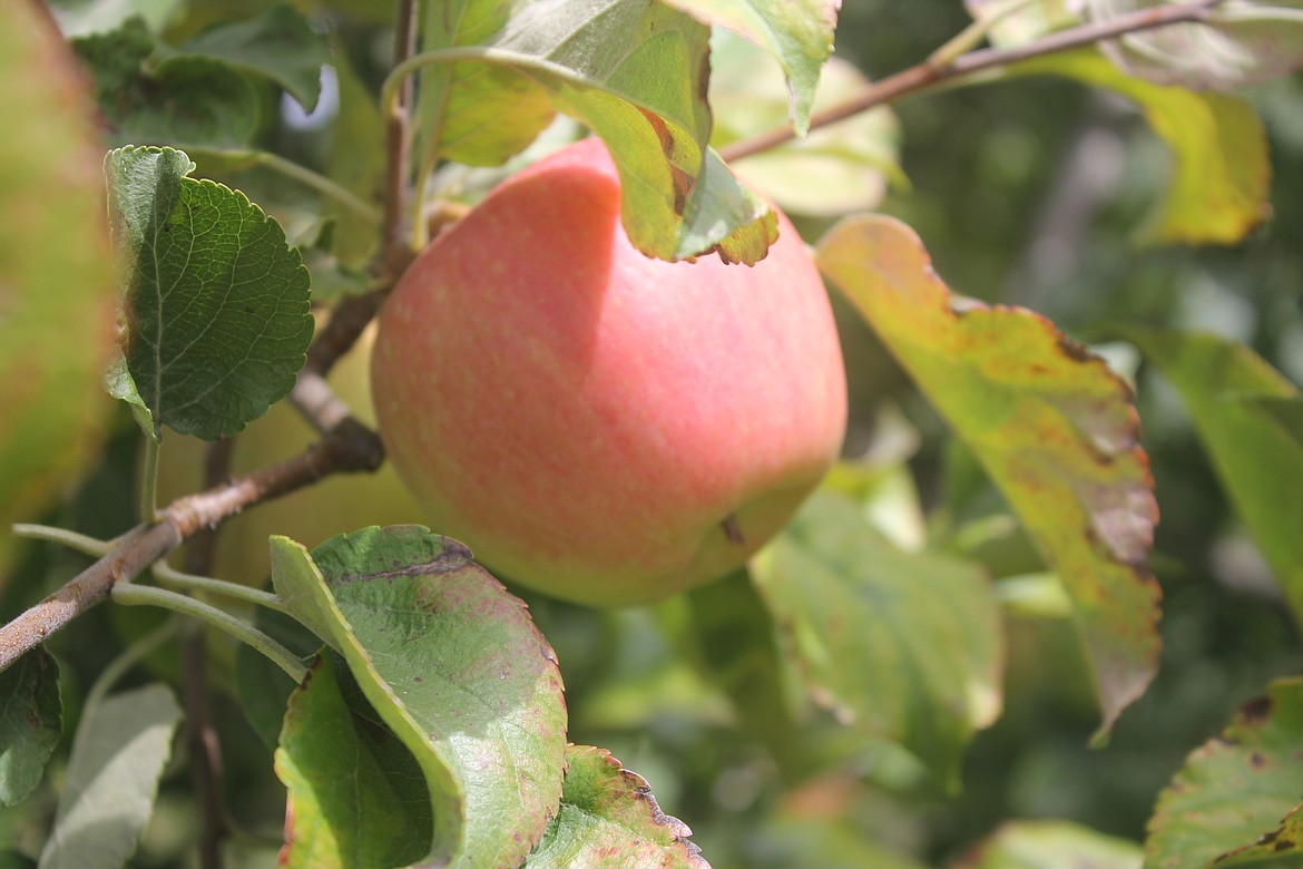 Photo by TANNA YEOUMANS
One of the varieties of apples that they produce.