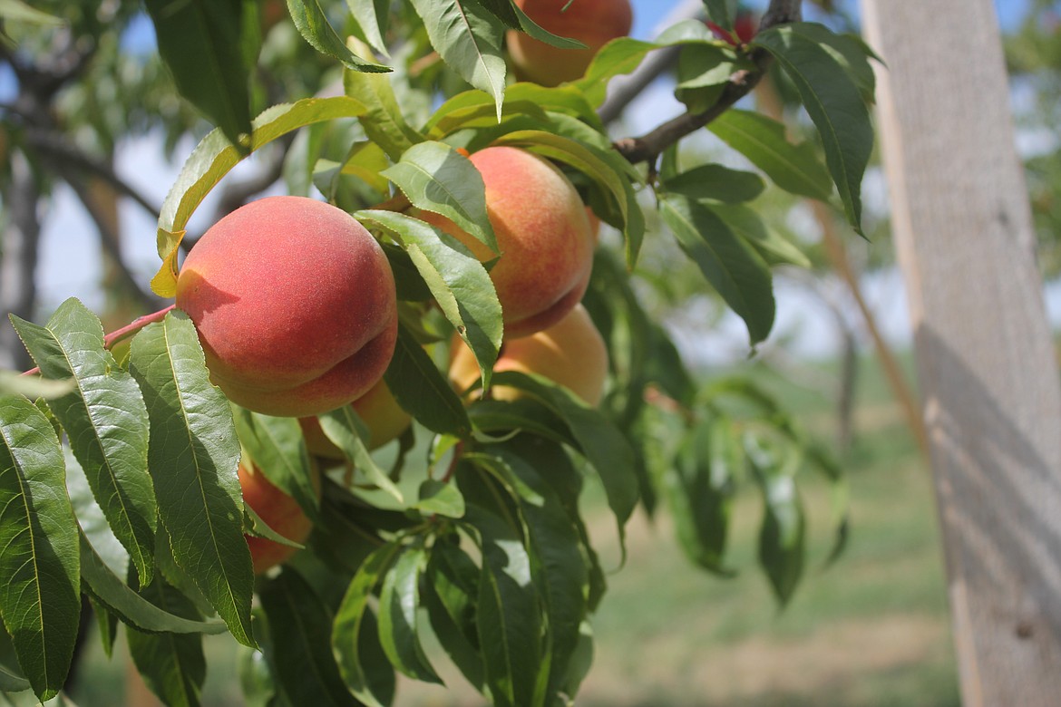 Photo by TANNA YEOUMANS
Peaches line many trees in the orchard as they ripen.
