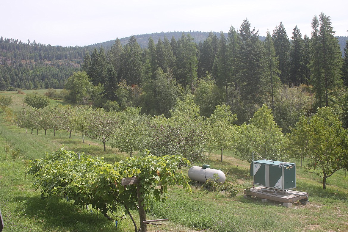 Photo by TANNA YEOUMANS
Points North Orchard in season.