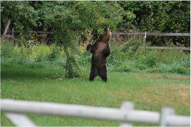 Two grizzlies captured, relocated from Flathead Valley