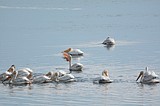 The majestic white pelican